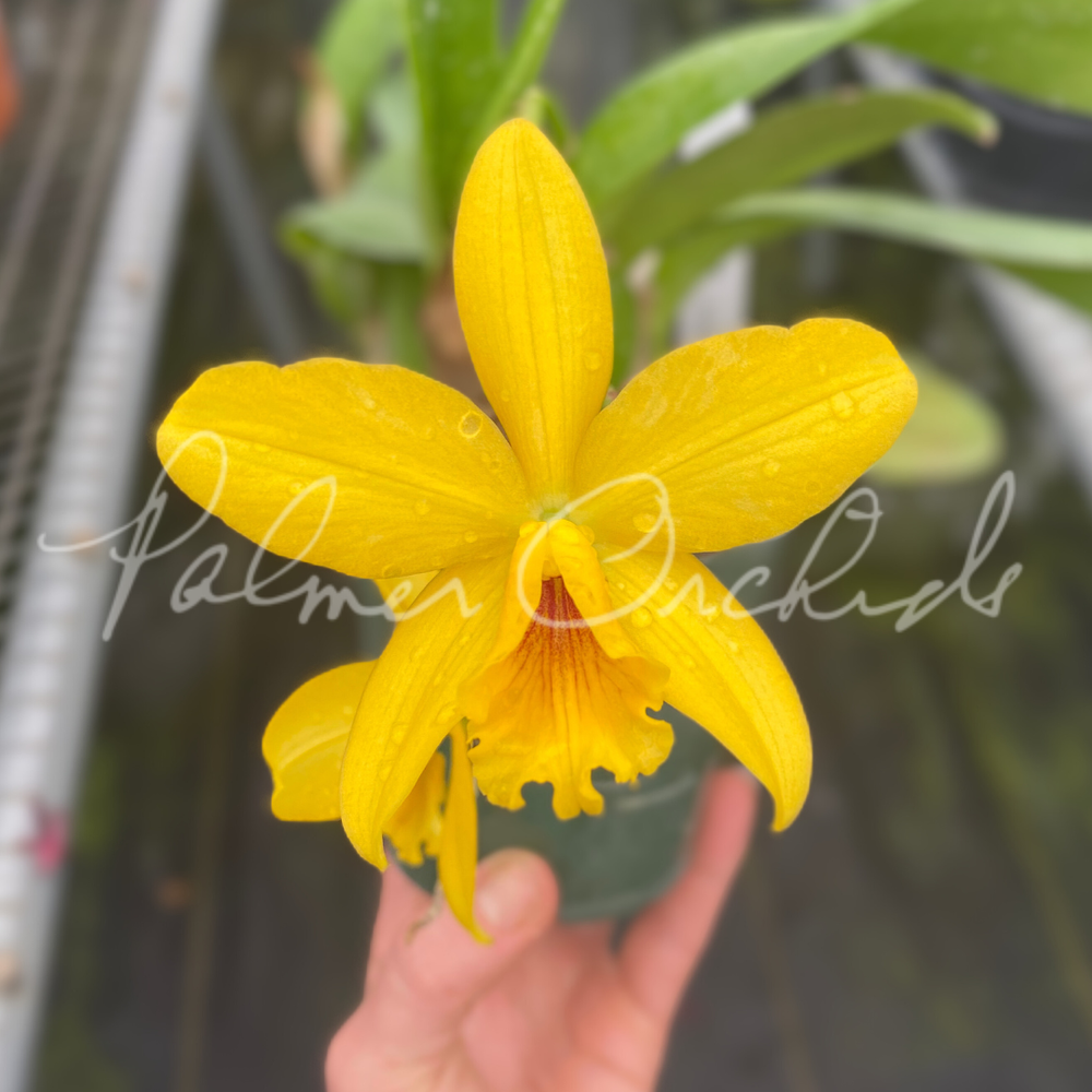 Rth. Volcano Prince — Palmer Orchids